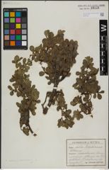 Foto von Salix herbacea L. x Salix kitaibeliana Willd.